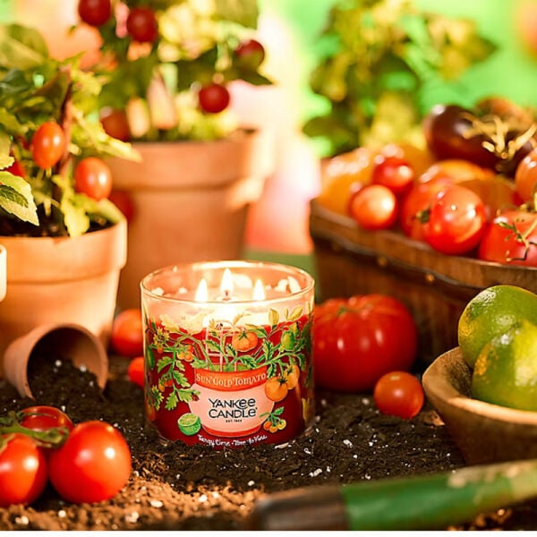 2659725 Orta Boy Mum Sun Gold Tomato